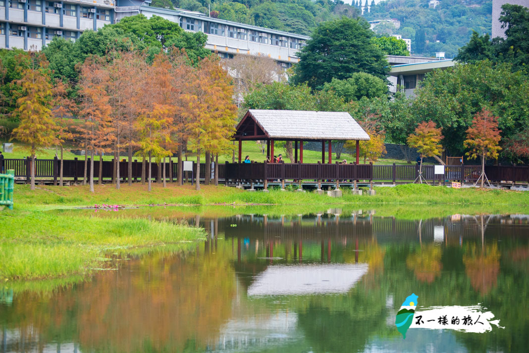 士林 2020原住民文化主題公園落羽松轉紅 台北落羽松秘境 彷彿置身歐洲夢幻仙境 不一樣的旅人