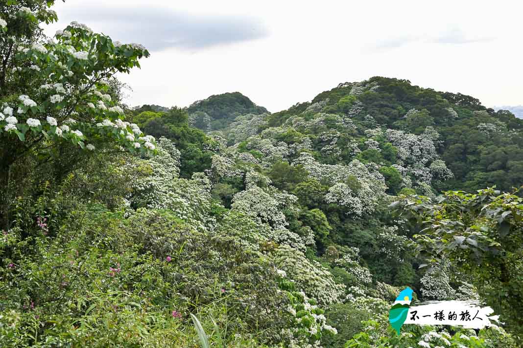 三峽鳶山步道油桐花