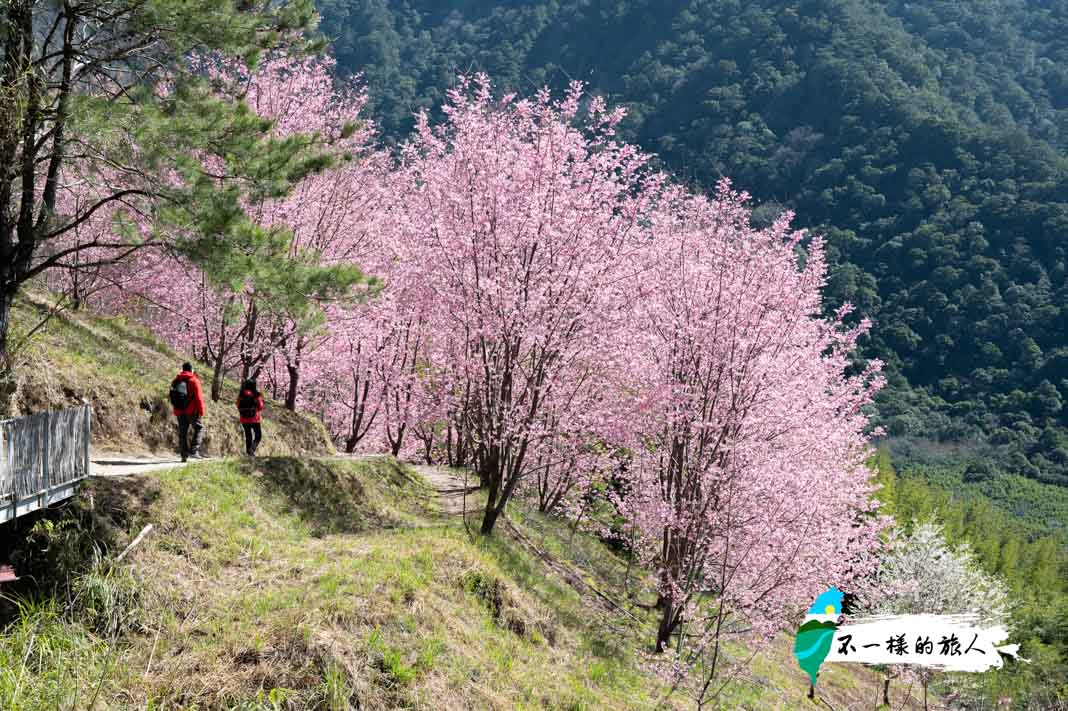 司馬庫斯櫻花-巨木群登山口附近