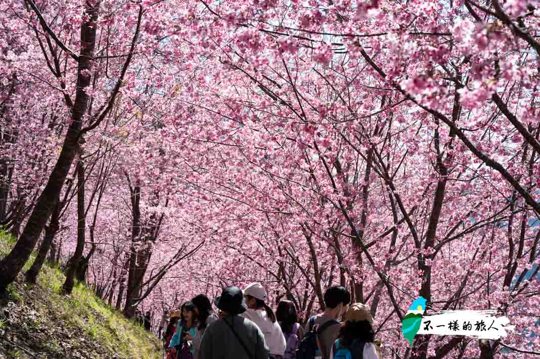 司馬庫斯櫻花-巨木群步道2.3km