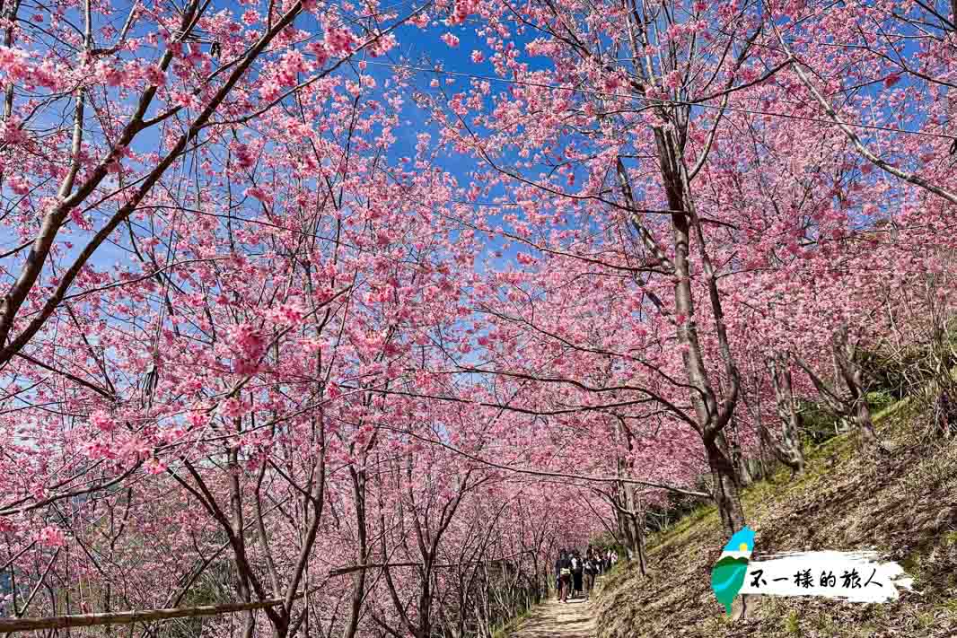 司馬庫斯櫻花-巨木群步道2.3km